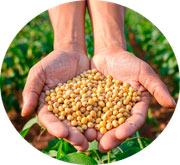 Mão segurando soja