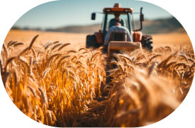 Trator em uma plantação de trigo